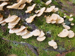 Climacocystis borealis