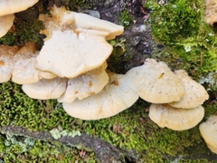 Climacocystis borealis