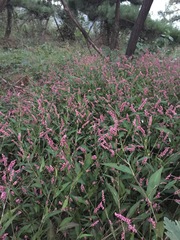 Persicaria longiseta