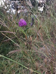 Astragalus davuricus