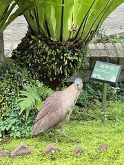 Gorsachius melanolophus