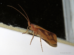 Platycentropus radiatus