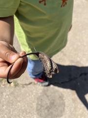 Arthropoda