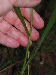 Eragrostis spectabilis