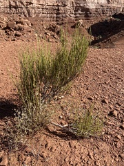 Ephedra