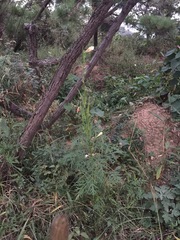 Incarvillea sinensis