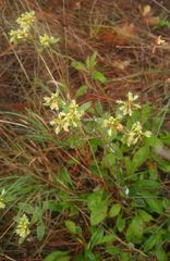 Eriogonum wootonii