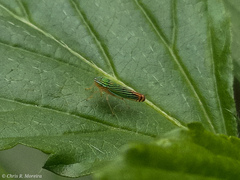 Sibovia