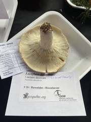 Lactifluus subvellereus