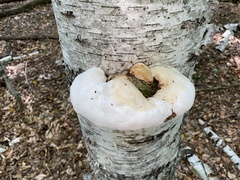 Fomitopsis betulina