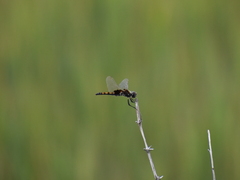 Macrodiplax balteata