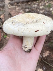 Lactifluus subvellereus