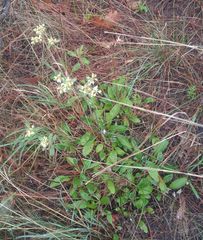 Eriogonum wootonii