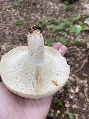 Lactifluus subvellereus