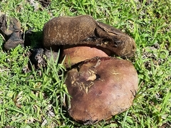 Phlebopus marginatus