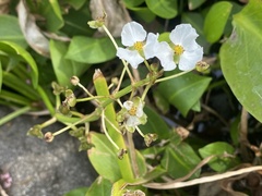 Sagittaria sanfordii
