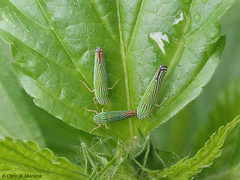 Sibovia