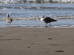 Larus fuscus