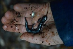 Plethodon cylindraceus