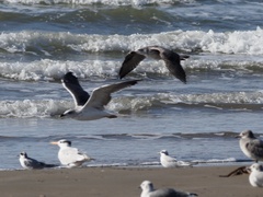 Larus fuscus