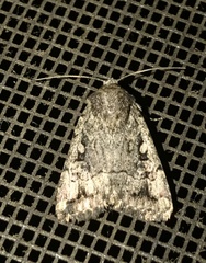 Eriopygini