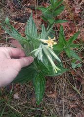 Lithospermum macromeria