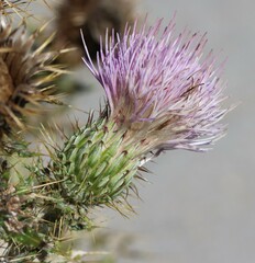 Cirsium ochrocentrum