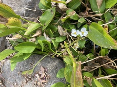 Sagittaria sanfordii