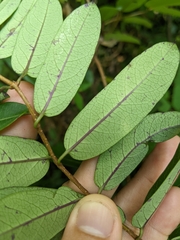 Cryptolepis sinensis