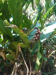 Alpinia uraiensis