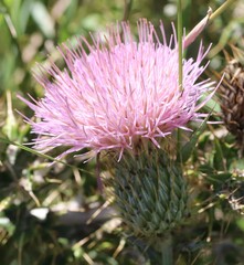 Cirsium ochrocentrum
