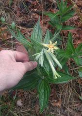 Lithospermum macromeria