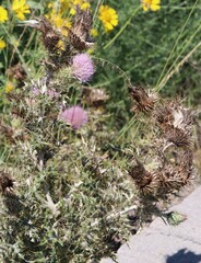 Cirsium ochrocentrum