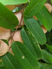 Cryptolepis sinensis