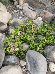 Sagittaria sanfordii