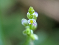 Polygala verticillata