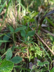 Polygala verticillata