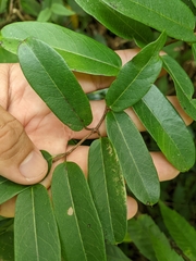 Cryptolepis sinensis