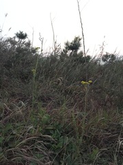 Patrinia scabiosifolia