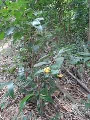 Solanum diphyllum