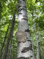 Fomitopsis betulina
