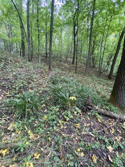Diarrhena obovata
