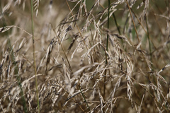 Deschampsia cespitosa