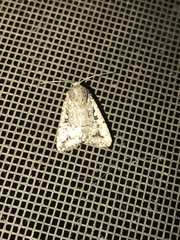 Eriopygini