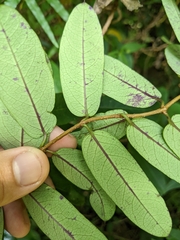 Cryptolepis sinensis