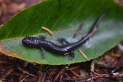 Plethodon montanus