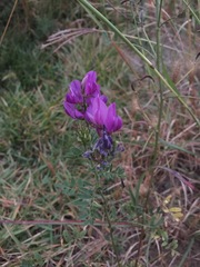 Astragalus davuricus
