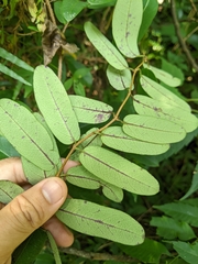 Cryptolepis sinensis