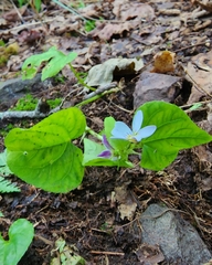 Viola canadensis