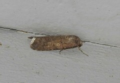 Spodoptera exigua